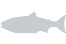 placeholder--fish.png