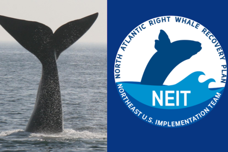 logo for NEIT