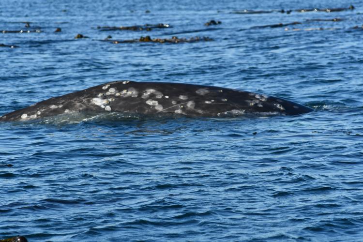 Photo of a gray whale at surface.