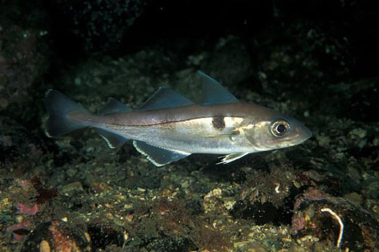 Close-up shot of a single haddock fish in the water. Credit: NOAA Fisheries.