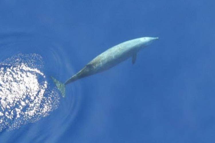 A Cuvier’s beaked whale (Ziphius cavirostris) cruises just under the surface after having taken a breath.