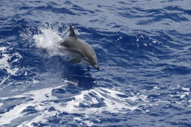 A Clymene dolphin