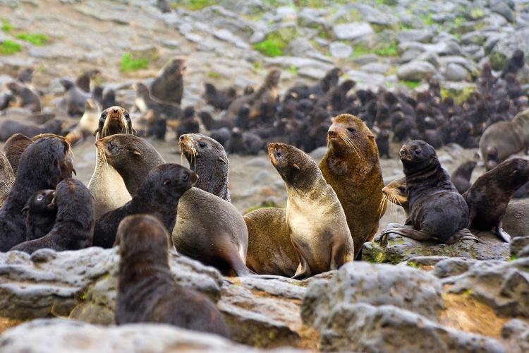 Photo of northern fur seals in a rookery strewn with large rocks.