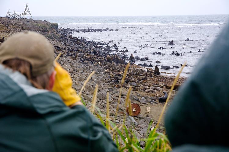 Photo of two researchers viewing fur seals on a rocky beach and in the surf from an adjacent bluff.