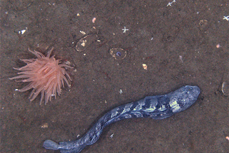 Color image taken with the camera lens pointed at the neutral colored, sandy ocean bottom. At left, a light-colored translucent, many tentacled anemone, and at right, a long eel-like silvery fish with dark stripes running vertically down its side. A few shells and very small sea stars are also lying on the bottom. 