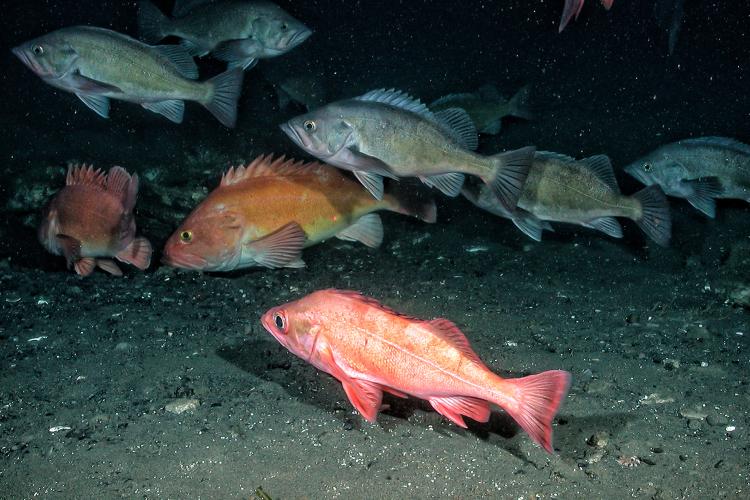 Underwater photo of several groundfish species near the seafloor.