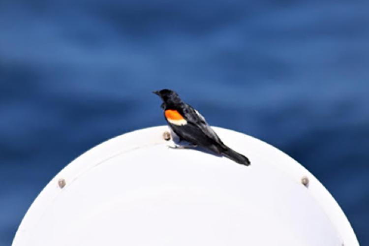 In the foreground, there’s a dark bird with bright patches of color its shoulders perched on a light colored vent funnel. It is a sunny day and the ocean is in the background.