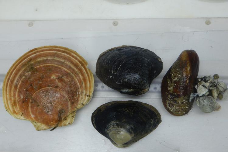 Four kinds of two-shelled sea animals. The sea scallop is the largest. The two clams are displayed side by side to see the differences in shape. A cluster of broken shells are tethered to the mussel with thin strands of hairlike threads.