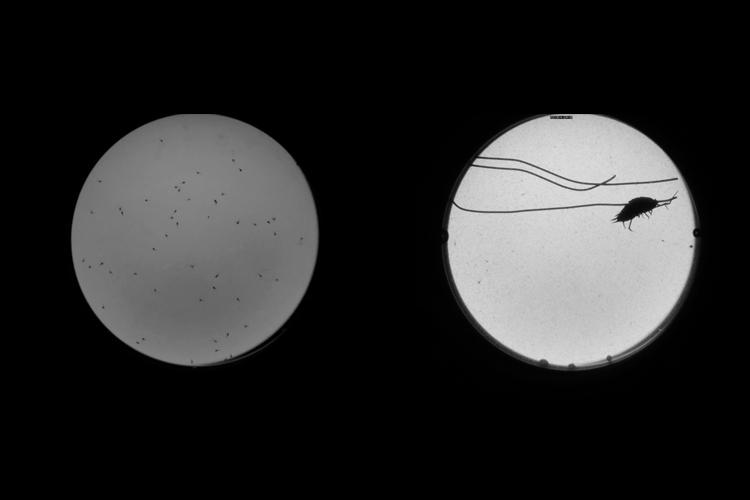 Shadowgraph image of baby brine shrimp and pill bug