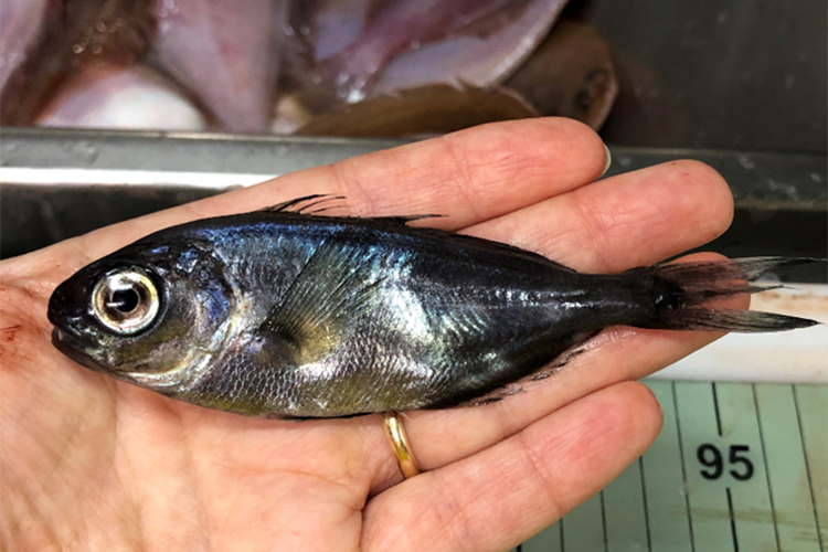 Small dark fish with large eye, held on its side in one hand
