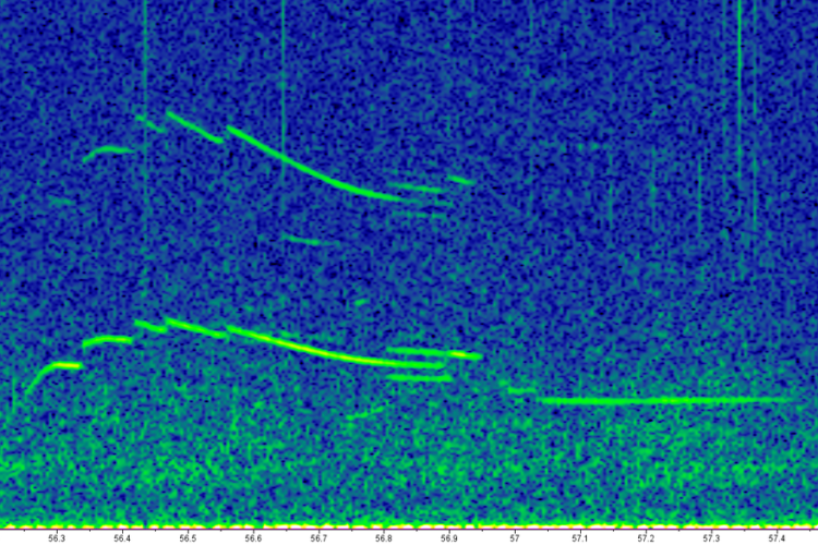 1675x765-06_Steno_Whistle-NOAA-PIFSC.png