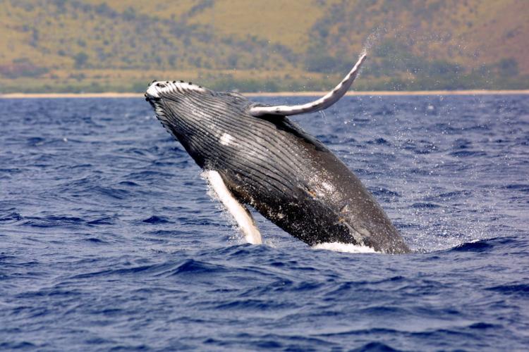 Humpback whale breaching. Credit: NOAA Fisheries.