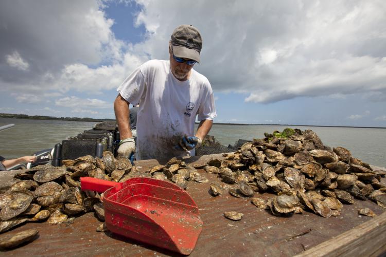 An oyster farmer compares oysters by size to see which ones are ready for harvest.