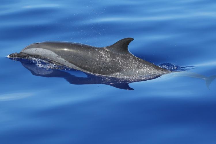 Close-up shot of a pantropical spotted dolphin peeking out of the water with its dorsal fin and blow hole visible.