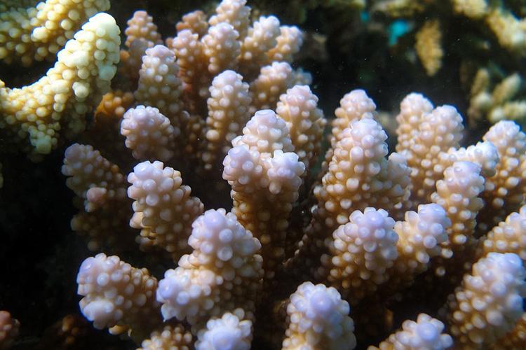 Extreme close-up photo of Acropora retusa coral to show finger-like branches.