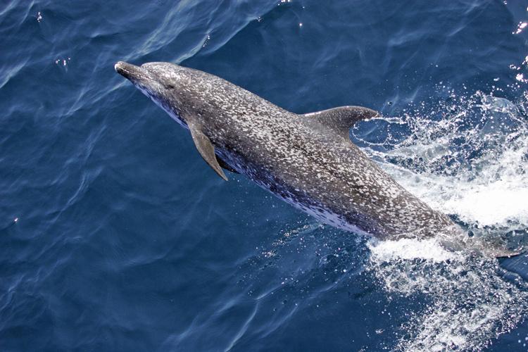 Atlantic spotted dolphin jumping out of dark blue ocean water. Credit: NOAA Fisheries.