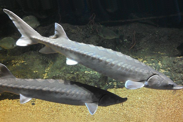 Two gray Atlantic sturgeon swimming, one slightly above the other. Sand, big rocks, and other fish in the background.