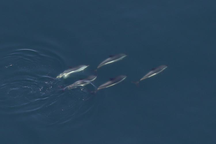 750x500-atlantic-white-sided-dolphins.jpg