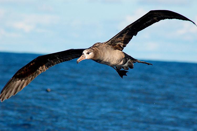 750x500-black-footed-albatross.jpg