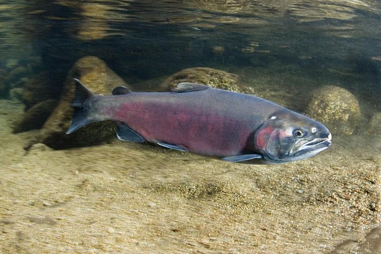 Side profile of coho salmon with pinkish gray body swimming. Background of sand and rocks looks blurred. 