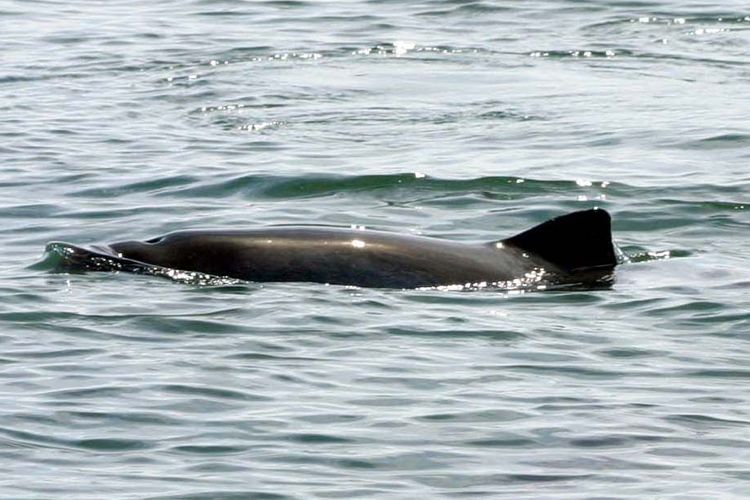 Side view of a harbor porpoise's blow hole and dorsal fin sticking out of water. 
