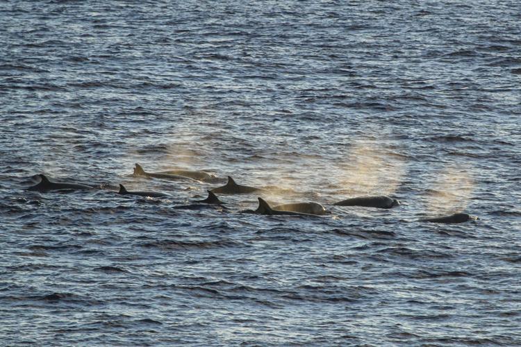 Group of Longman's beaked whale swimming with their dorsal fins and puffy blows seen above the water. 