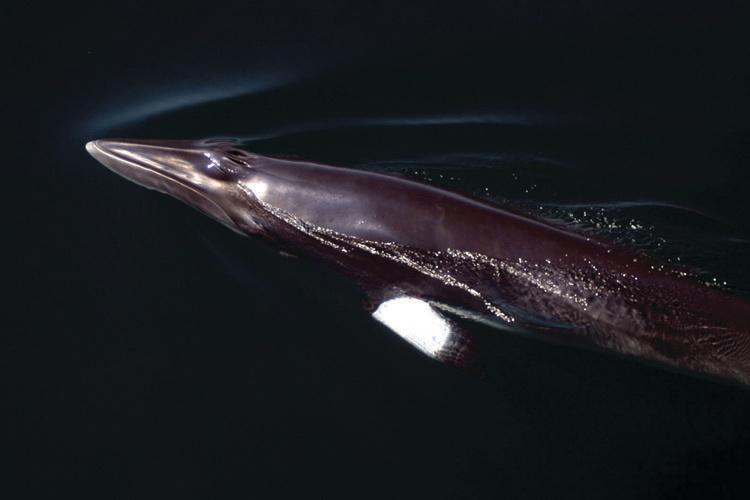 Medium close-up of a minke whale coming up to the water surface. 