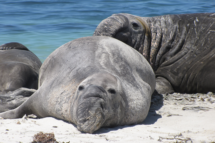 750x500-northern-elephant-seals.png
