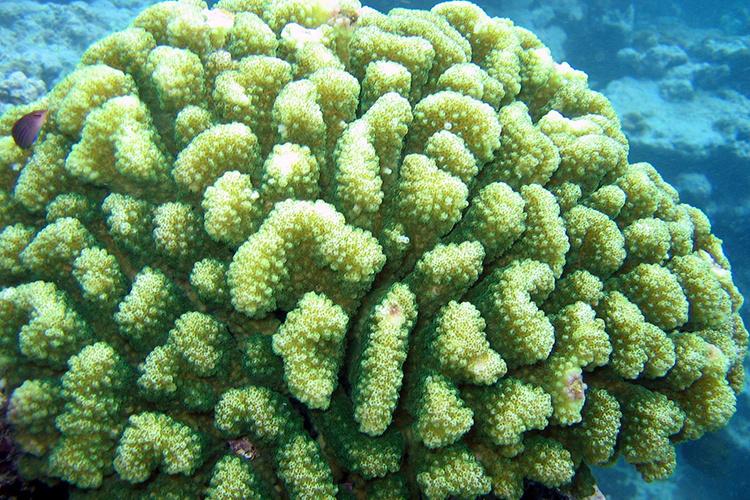 750x500-pocillopora meandrina-coral-douglas-fenner.jpg