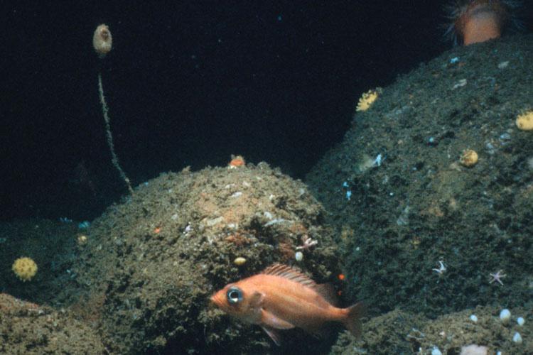 900x600-Acadian-redfish-National Undersea Research Center.jpg