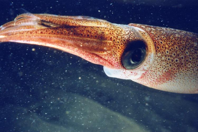 900x600-California-market-squid-NOAA.jpg