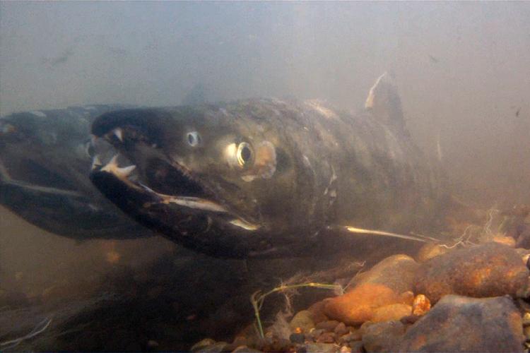 Close up of two chum salmon at the bottom of murky water. Can see rocks below the fish.