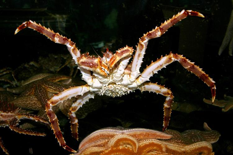 900x600-red-king-crab-NOAA.jpg