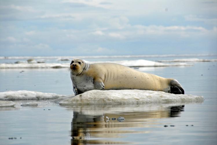 Bearded seal in Kotzebue Sound