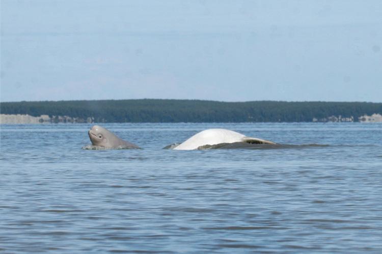 beluga-with-calf.jpg