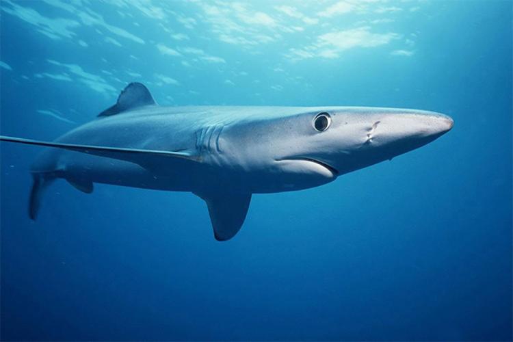Side view of a blue shark.