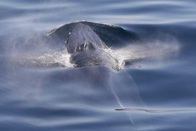 Overhead view of a Bryde's whale swimming in the ocean. 