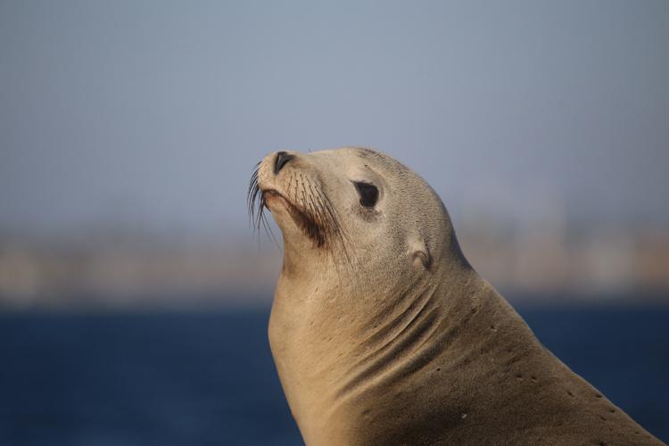 Medium close up of California sea lion side profile. Brown seal with dark brown or black whiskers and eyes looking up. 