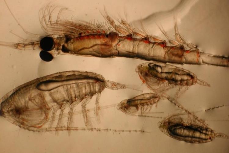 crustacean zooplankton.jpg