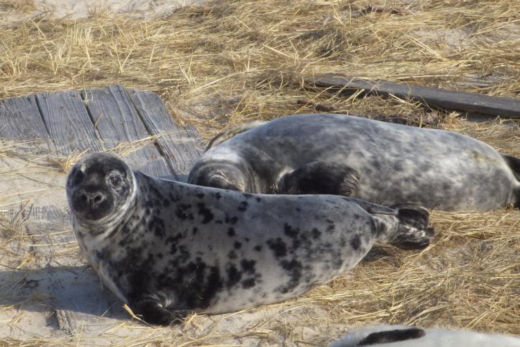 gray-seal-pup.jpg