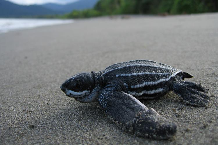 leatherback_turtle.jpg