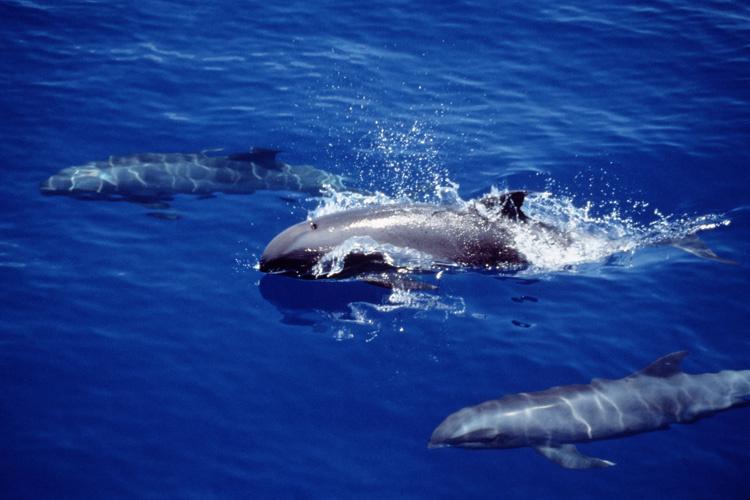 A group of three melon-headed whales swimming in the ocean with the center whale coming up out of the water.
