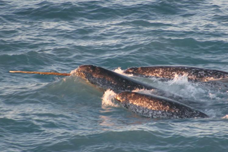 Three narwhals peeking out of the water. Horn of the one in the lead sticks out and forward.