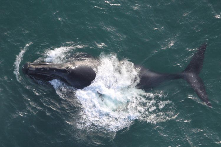 north-pacific-right-whale.jpg