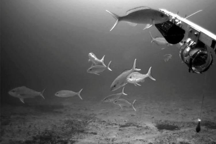 opakapaka-2016-bottomfish-survey-750x500-noaa-fisheries.jpg