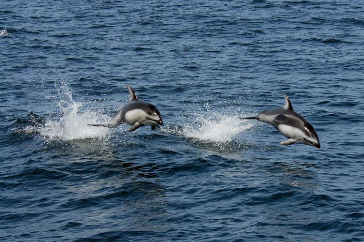 Action shot of two pacific white-sided dolphin jumping out of the water.