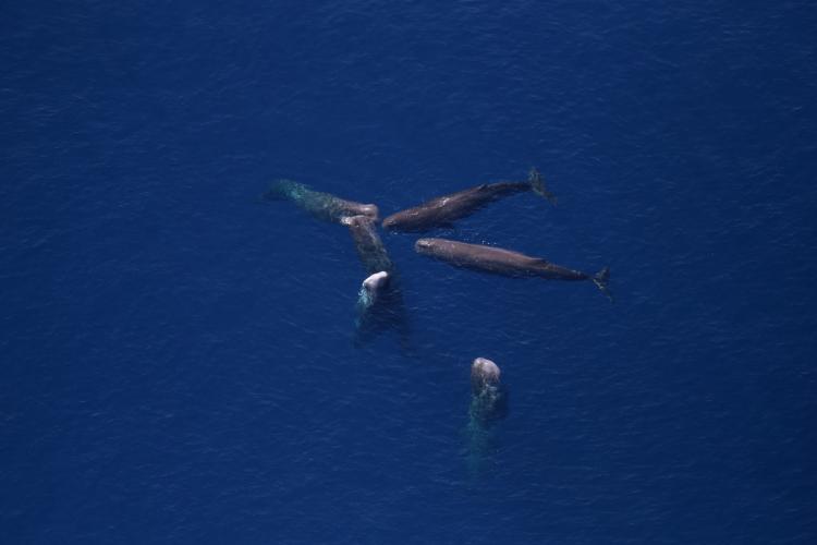 Aerial view of six sperm whales grouped together in dark blue waters.