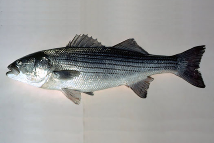 striped-bass.png