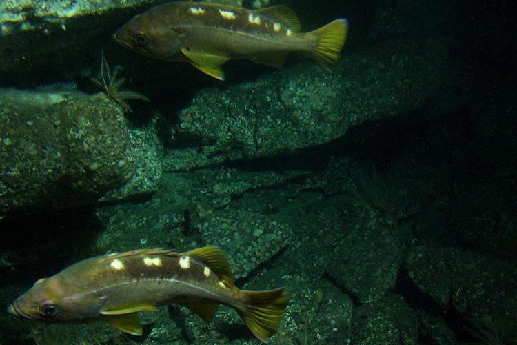 yellowtail-rockfish-NOAA-CBNMS.jpg