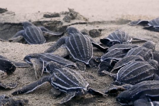 Leatherback hatchlings on a beach.
